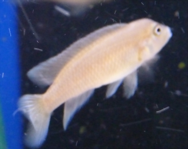 Lamprologus werneri (5-8-17 Zoo Zajac) Lamprologus werneri (5-8-17 Zoo Zajac)