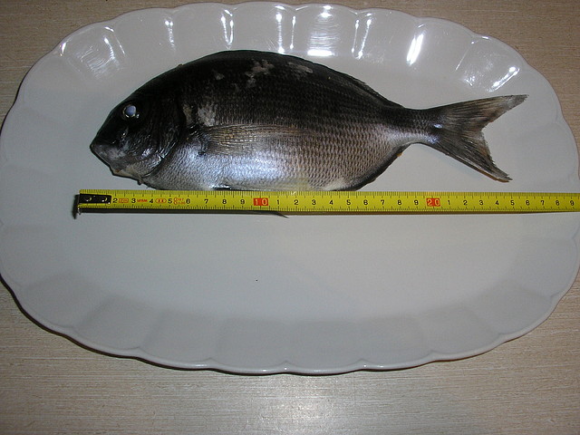 mojarra 002