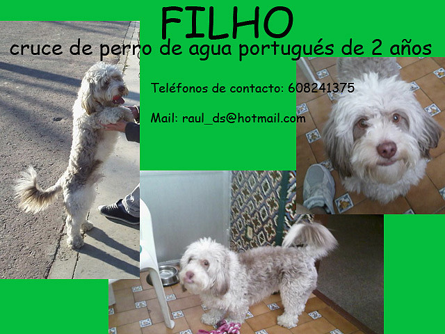 FILHO Sevilla