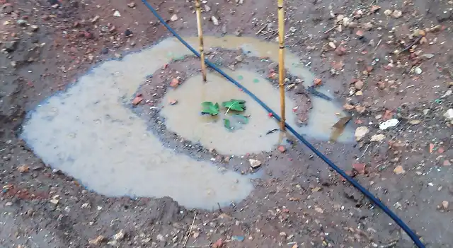 HIGUERA VIRGEN INUNDADA recortada