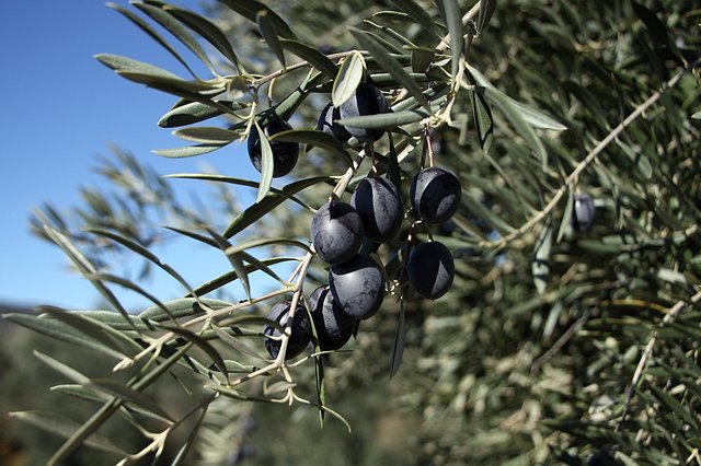 rama de oliva
