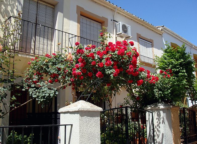 en la avenida, francisco roncero