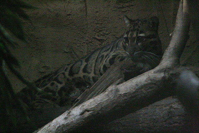 Zoos Duisburg y Krefeld 02-10-09 071 Zoos Duisburg y Krefeld 02-10-09 071