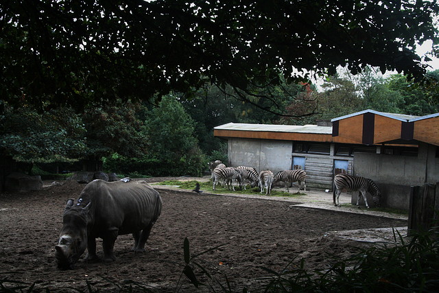 Zoos Duisburg y Krefeld 02-10-09 124 Zoos Duisburg y Krefeld 02-10-09 124
