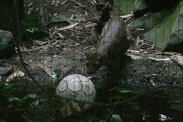 Zoos Duisburg y Krefeld 02-10-09 038 Zoos Duisburg y Krefeld 02-10-09 038