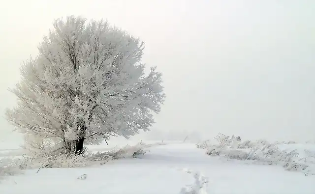 arbol nieve