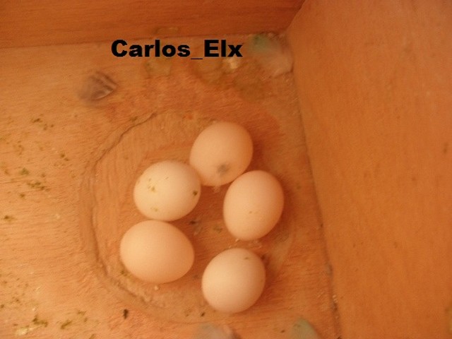 5 huevo 21-1-11