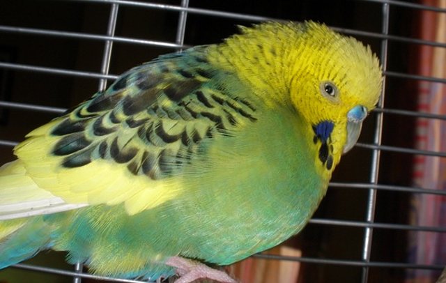 Pablo 22/10(2) Pablo 22/10(2)