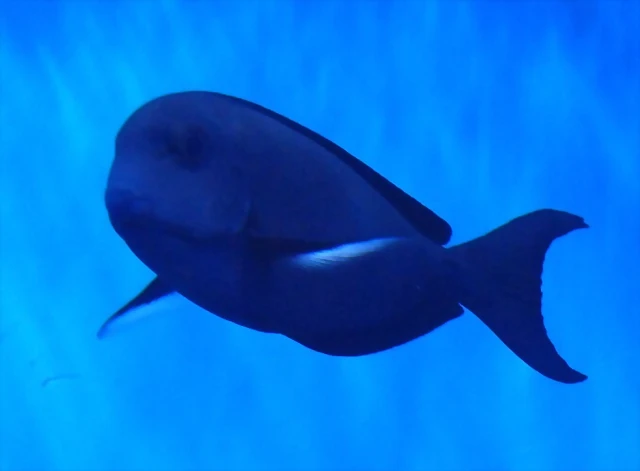 Acanthurus albipectoralis Acanthurus albipectoralis