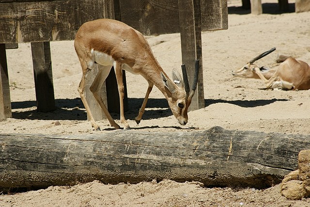 DSC04131 (Copiar)