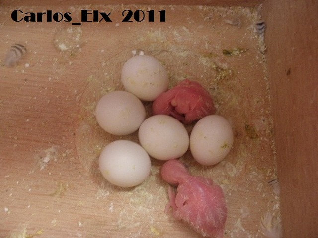 2 pollo 8-4-2011