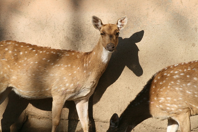 Zoo de Barcelona 07-04-11 327 Zoo de Barcelona 07-04-11 327