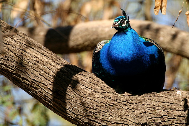Zoo de Barcelona 07-04-11 123 Zoo de Barcelona 07-04-11 123