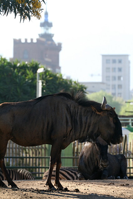 Zoo de Barcelona 07-04-11 231 Zoo de Barcelona 07-04-11 231