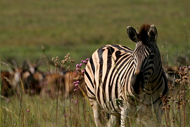 Rietvlei Nature Reserve 7-02-09 367 Rietvlei Nature Reserve 7-02-09 367