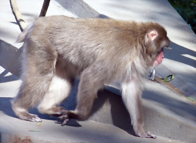 Macaca fuscata 2 (24-9-18 Artis) Macaca fuscata 2 (24-9-18 Artis)