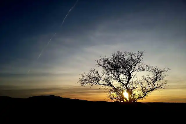 almendro-atardecer