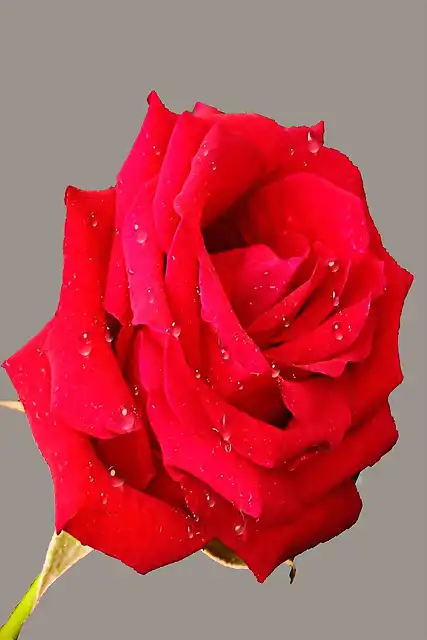 13-Rosas