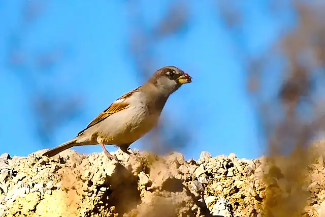 cazador-de-hormigas