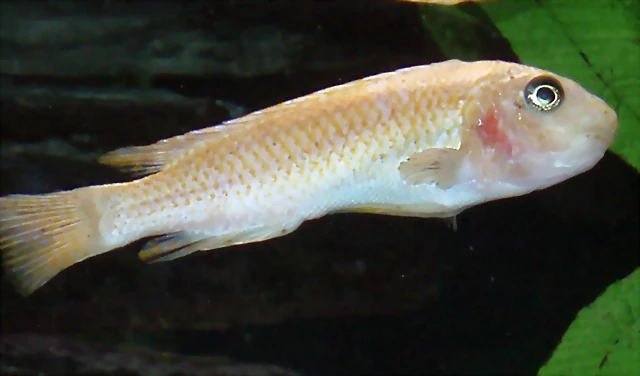 Labeotropheus fuelleborni Labeotropheus fuelleborni