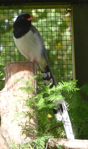 Urocissa erythrorhyncha (21-9-18 Best zoo) Urocissa erythrorhyncha (21-9-18 Best zoo)