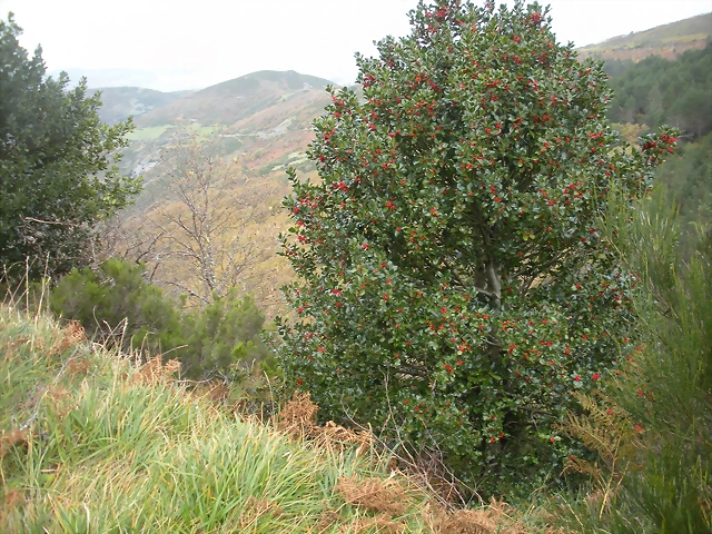 DSCN0632 DSCN0632