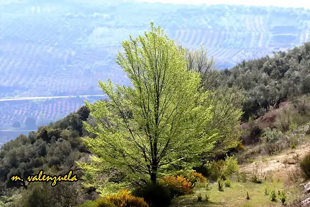 03, lamo junto al viejo camino, marca vale