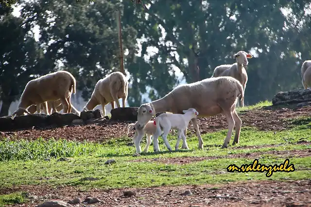 03, oliendo a su madre, marca