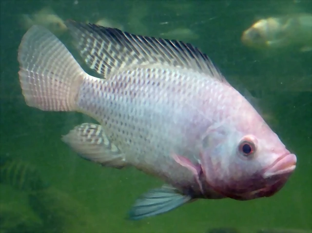 Oreochromis niloticus (22-7-17 Faunia) Oreochromis niloticus (22-7-17 Faunia)