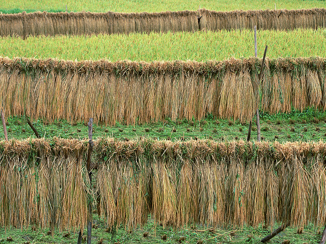 Farm_2020 Farm_2020