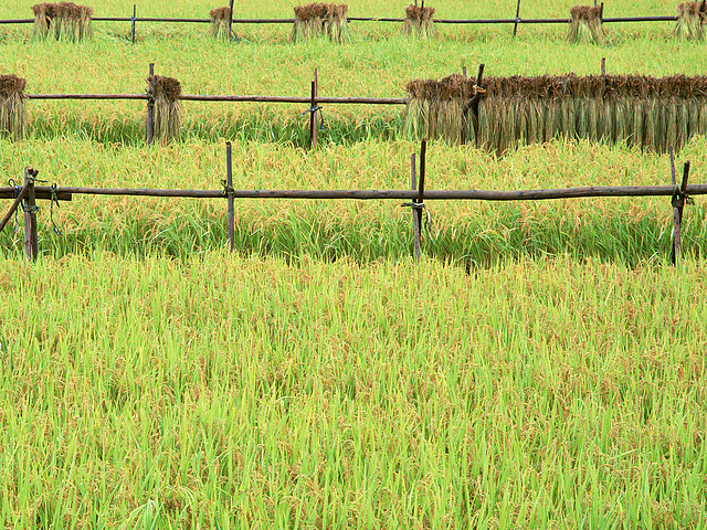 Farm_2019 Farm_2019