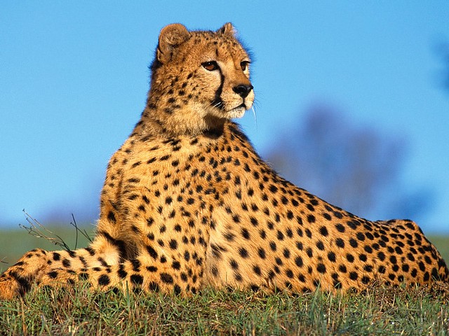 Fast Predator, Cheetah Fast Predator, Cheetah