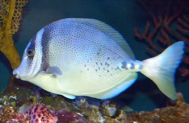 Prionurus laticlavius 2 (23-7-19 New England aquarium) Prionurus laticlavius 2 (23-7-19 New England aquarium)