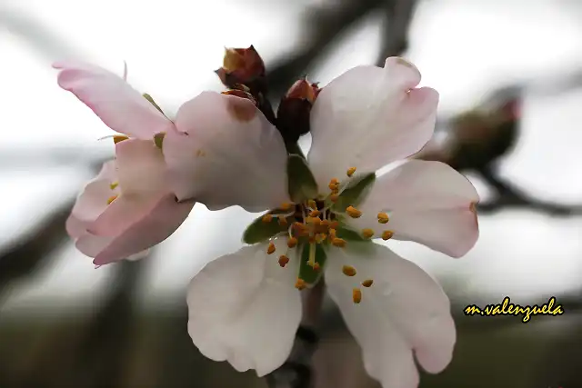 12, flor de almendro 1, marca