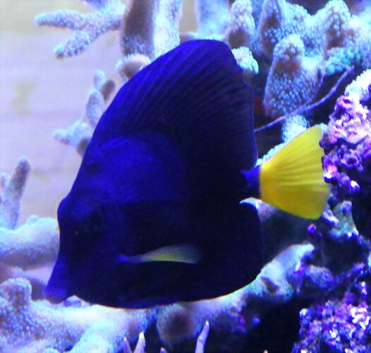 Zebrasoma xanthurum 2 (16-11-16 AquariaVirtual) Zebrasoma xanthurum 2 (16-11-16 AquariaVirtual)