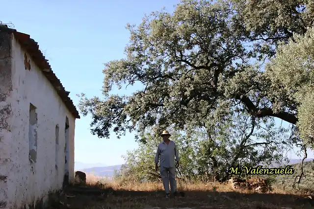 09, cortijo y encina