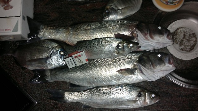 robalo6 robalo6