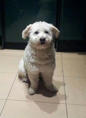 NALA ADOPTADA