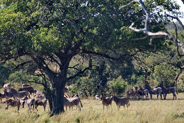 Kruger National Park 28-31 mayo 2009 1205 Kruger National Park 28-31 mayo 2009 1205