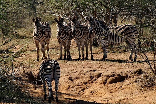 Kruger National Park 28-31 mayo 2009 1104 Kruger National Park 28-31 mayo 2009 1104