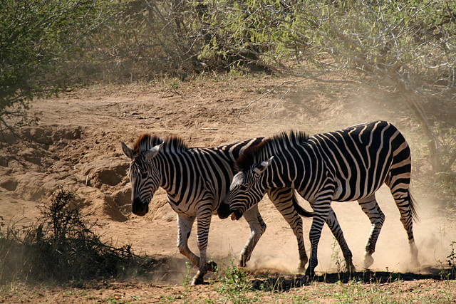 Kruger National Park 28-31 mayo 2009 1126 Kruger National Park 28-31 mayo 2009 1126