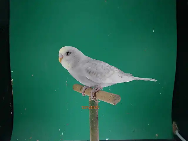 Hembra Azul cobalto gris perlada canela cara amarilla tipo I