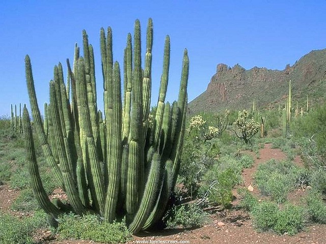 Cactus_01