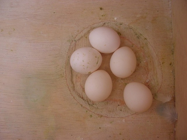 2 nidada 6 huevo