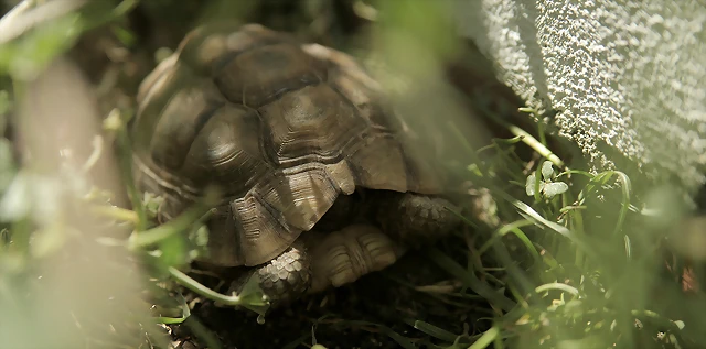 Testudo graeca escondida - tortugasdetierra.es -mini Testudo graeca escondida - tortugasdetierra.es -mini