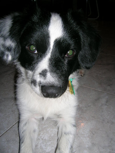 cooper