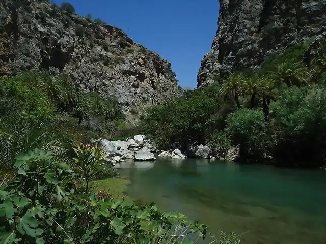 Phoenix teophrastii, Preveli 5