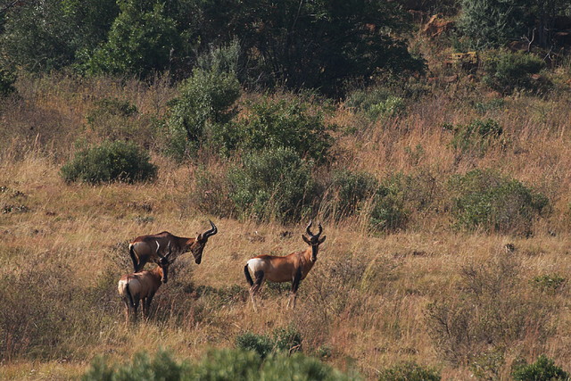 Suikerbosrand Nature Reserve 9-05-09 001 Suikerbosrand Nature Reserve 9-05-09 001