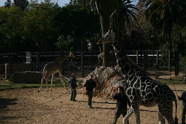 Zoo de Barcelona 28-11-2010 512 Zoo de Barcelona 28-11-2010 512