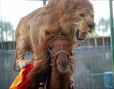 Foto tomada de internet. Len montando a caballo.